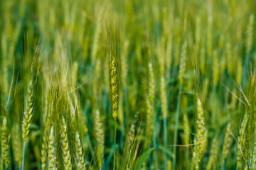 Fototapeta na wymiar Green wheat farm in India