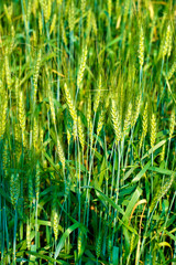 Green wheat farm in India