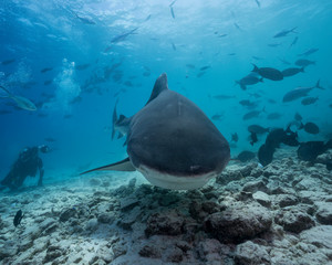 Fototapeta premium Tiger Shark in Maldives