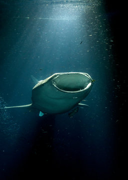 Whale Shark During Night Dive In Maldives