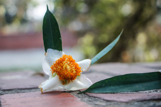 Mesua ferrea, Ceylon ironwood, Indian rose chestnut, cobra saffron, Calophyllaceae