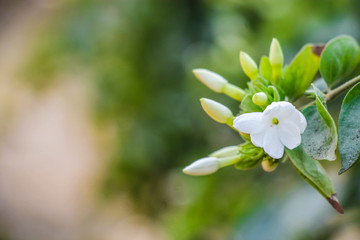 Star jasmine, Jasminum multiflorum, winter jasmine, Indian jasmine, downy jasmine, Sanna jaaji malli, Kundo