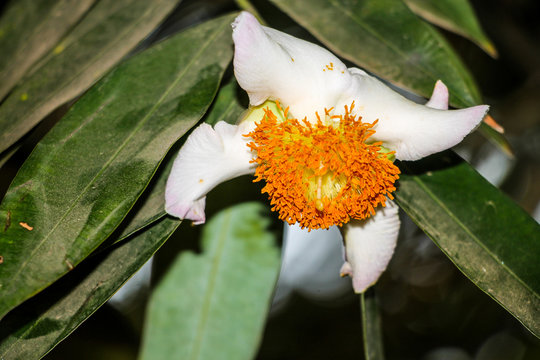 Mesua ferrea, Ceylon ironwood, Indian rose chestnut, cobra saffron, Calophyllaceae