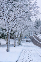 Snow covered sidewalk going downhill beside snowy trees