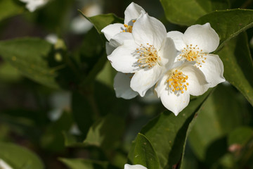 Jasmine bush blooms in the summer in the garden. White jasmine flowers close up.