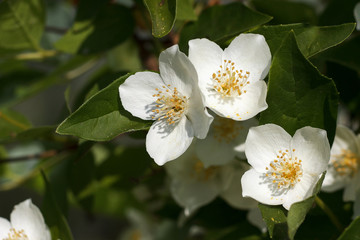 Jasmine bush blooms in the summer in the garden. White jasmine flowers close up.