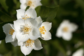 Jasmine bush blooms in the summer in the garden. White jasmine flowers close up.