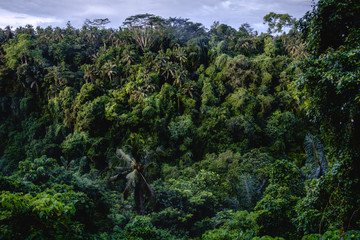 Obraz premium View of the forest of Indonesia