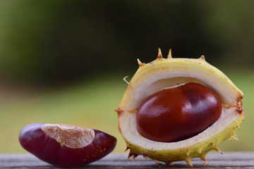 In autumn, two wild chestnuts lie shelled, but partially open, on weathered wood against a green background in nature