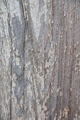 texture of wood