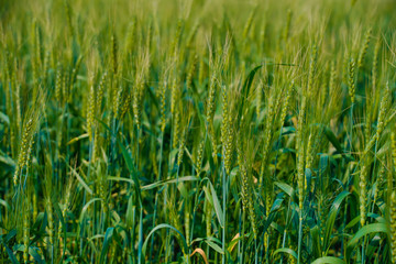 Green wheat farm in India