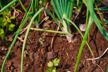 Green Onion field in india