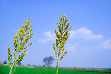 Fototapeta premium Close up of jowar or white millet crop at field.