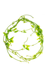 leaves twisted vines liana jungle plant isolated on white background with clipping path.