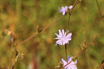 Azure chicory flower on a summer lawn closeup. Retro style toned.