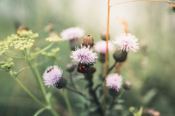 Beautiful blooming thistle on the summer field. Selective focus. Shallow depth of field.