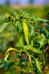 Green chili field in India