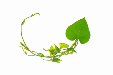 leaves twisted vines liana jungle plant isolated on white background with clipping path.