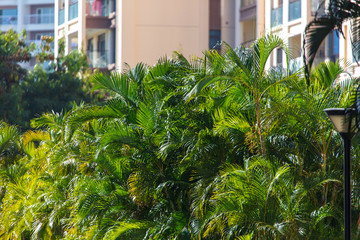 Fototapeta na wymiar Green leaves of palm trees in the city