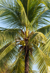 Fototapeta premium Coconut tree with nuts in the tropics