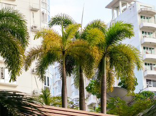 Green leaves of palm trees in the city