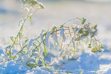 Snow-covered field, far away forest. Photographed in October.