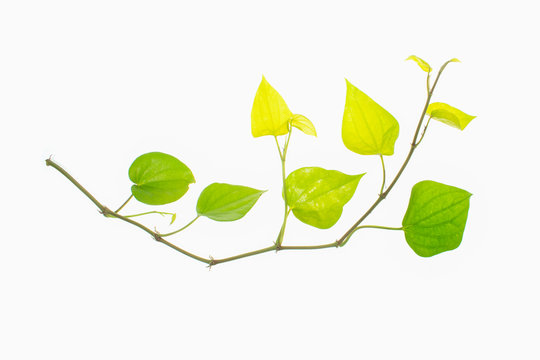 Green betel leaves, Fresh piper betle on white background.