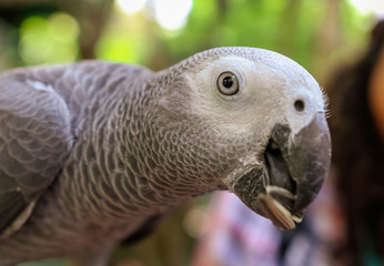 Portrait of a parrot with a seed in its beak