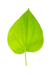 Fototapeta premium Green betel leaves, Fresh piper betle on white background.
