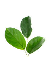 Grass jelly leaves Cincao isolated White background