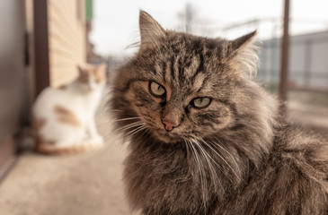 Portrait of a cat on a farm