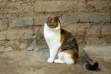 A cute cat orange and white on ground 