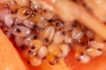 Red caviar in a shrimp as a background
