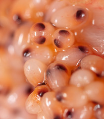 Red caviar in a shrimp as a background