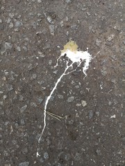 Bird droppings on the pavement as a background