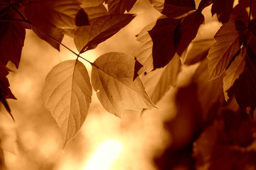 Maple leaves lit by the sun on a summer day. Natural background brown color toned