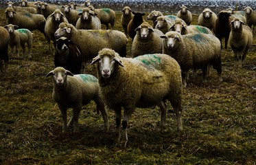 Fototapeta premium Schaf