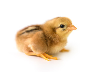 Brown chicks on a white background