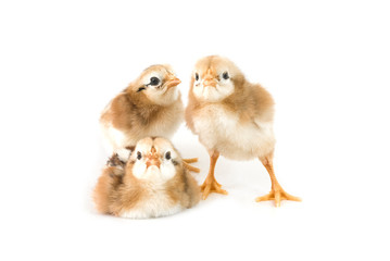 Brown and black chicks on a white background