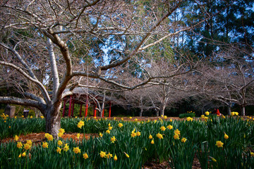 Flower bed with bright blooming daffodils and big naked cherry tree in the foreground. Forest streaks in the background.