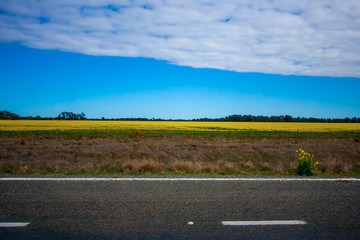 Horizontal stripes of clouds, clear sky, dark trees on horizon, field with bright yellow flowers, area of dry grass and empty straight road. In a motion. Sunny day with diffused light. Australia.