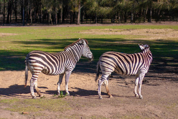 Fototapeta na wymiar Two zebras in a line on a field and forest on background. Taronga Western Plains Zoo, NSW, Australia.