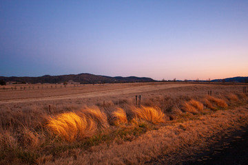 Obraz premium An edge of an empty road through New South Wales (NSW) in the twilight. Bright dry orange grass lighted by setting sun. Australia.