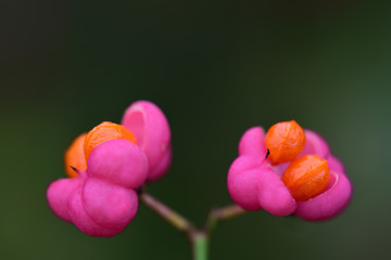 Close-up of the flower of a spindle bush or "Pfaffenhütchen" with red flowers against a green background with space for text in Europe