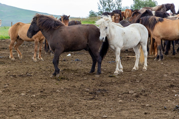 Icelandic horses. National pride. Gorgeous motley horses of the famous breed with long forelocks, fluffy manes and long tails. Breeding horses. Traditions of the peoples of the world.