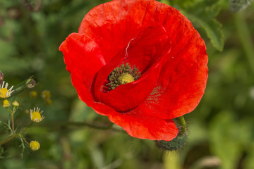 die Blüte einer aufgeblühten Mohnblume