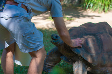 Zoo keeper pats a giant turtle. Australia zoo, Queensland.