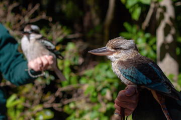 Two didderent species of  kookaburra sitting. Australia zoo, Queensland.