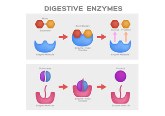 digestive enzyme vector