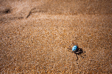 A small crustacean (crayfish, crawfish) runs along the sand. Makey, Queensland, Australia.